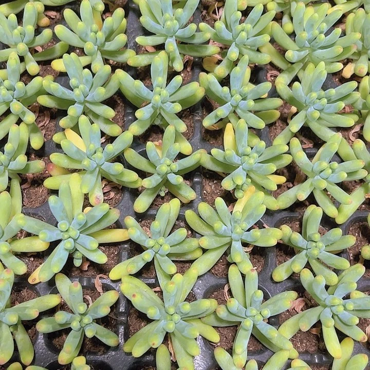 精品亿女心多肉植物