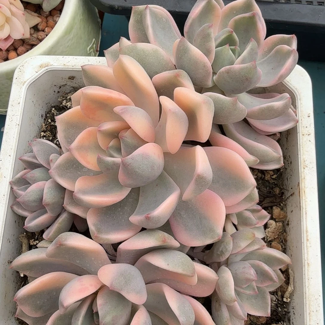 红粉佳人锦，多肉植物