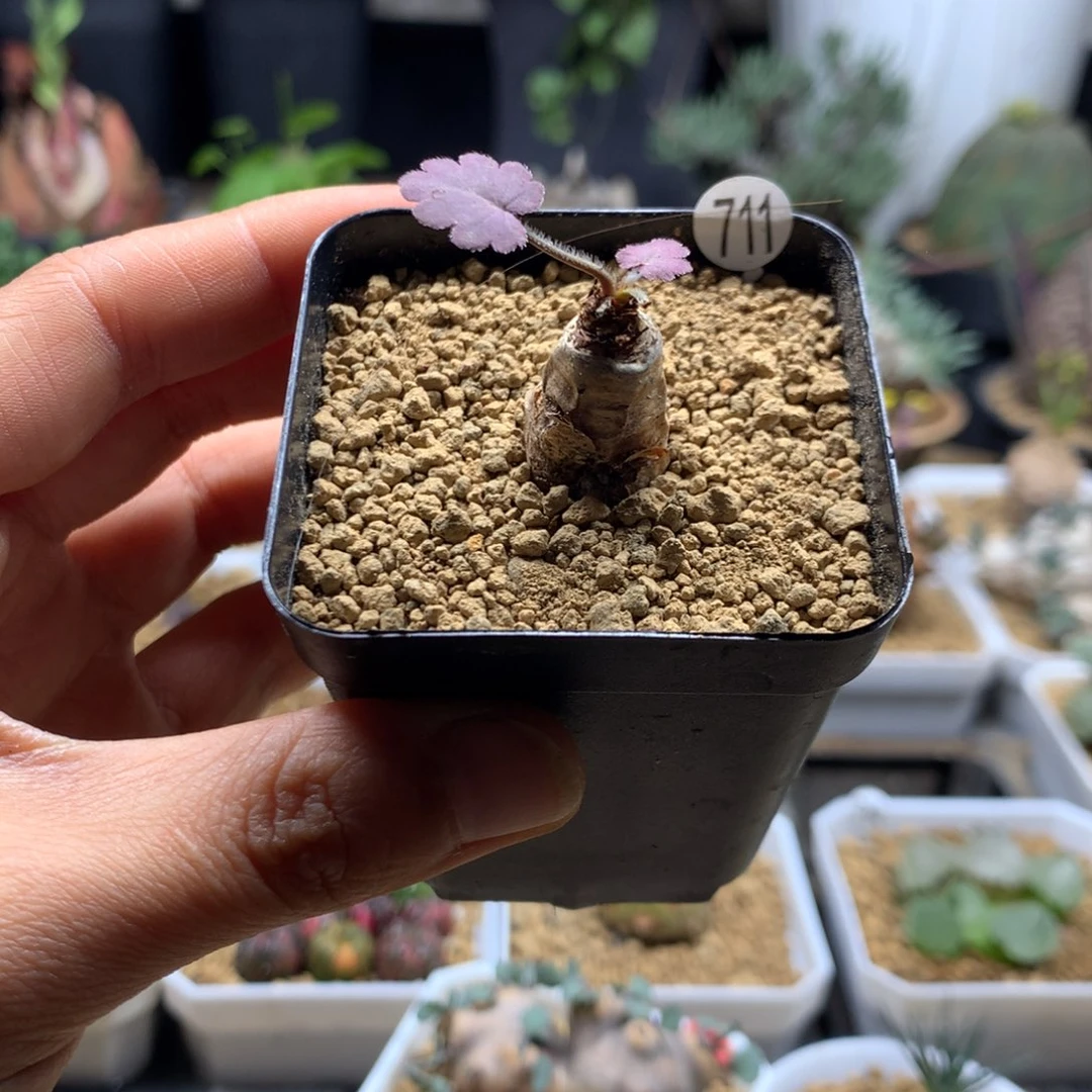 肾叶杨葵母本带盆711