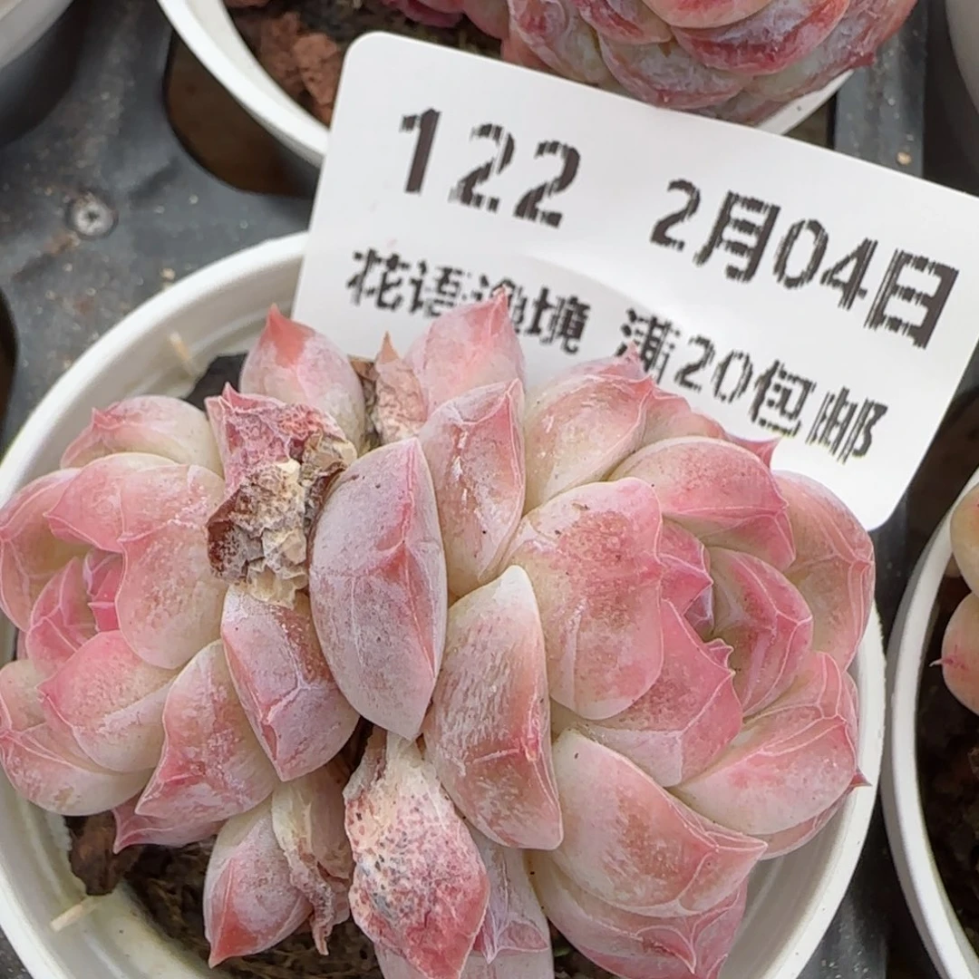 花语逸境0204-122