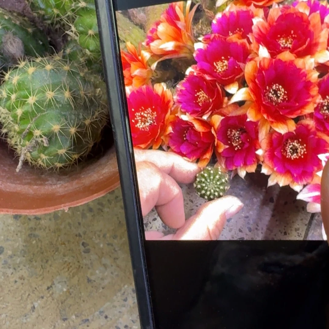 25丽花光环歪3公分左右无根侧牙，20包邮