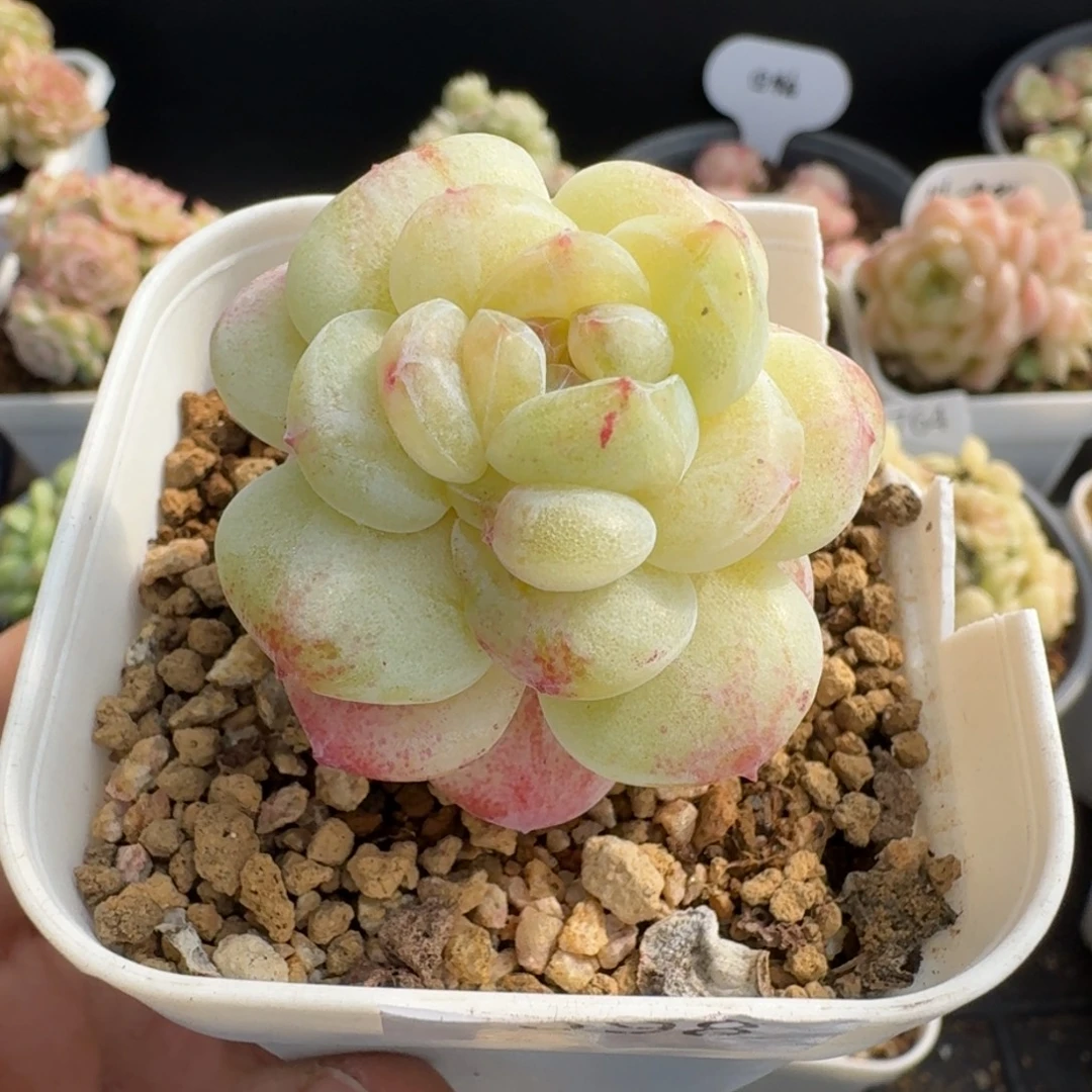 小****一物一拍一物一拍12-14-398植物