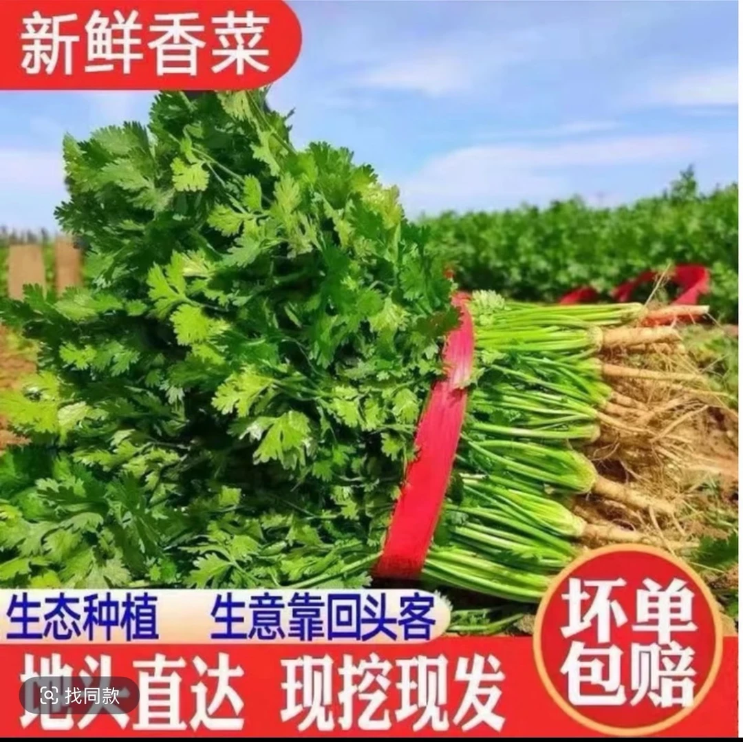 新鲜带根香菜山东农家露天种植火锅凉拌提鲜菜现挖现发