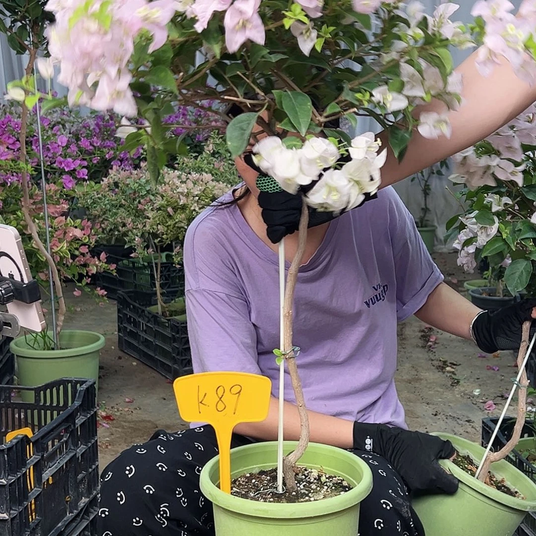 花***悲完全开放K89苹果花