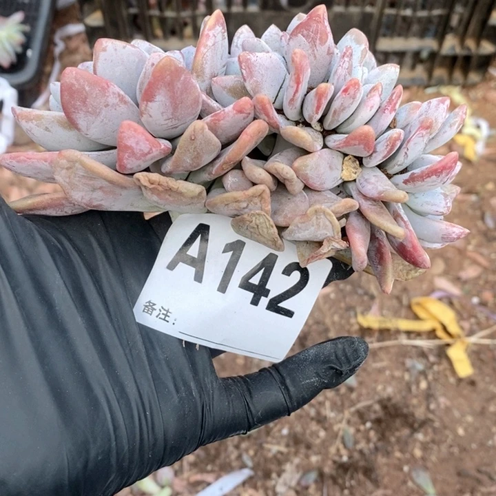 暖***Y142粉兔缀哇哇哇哇