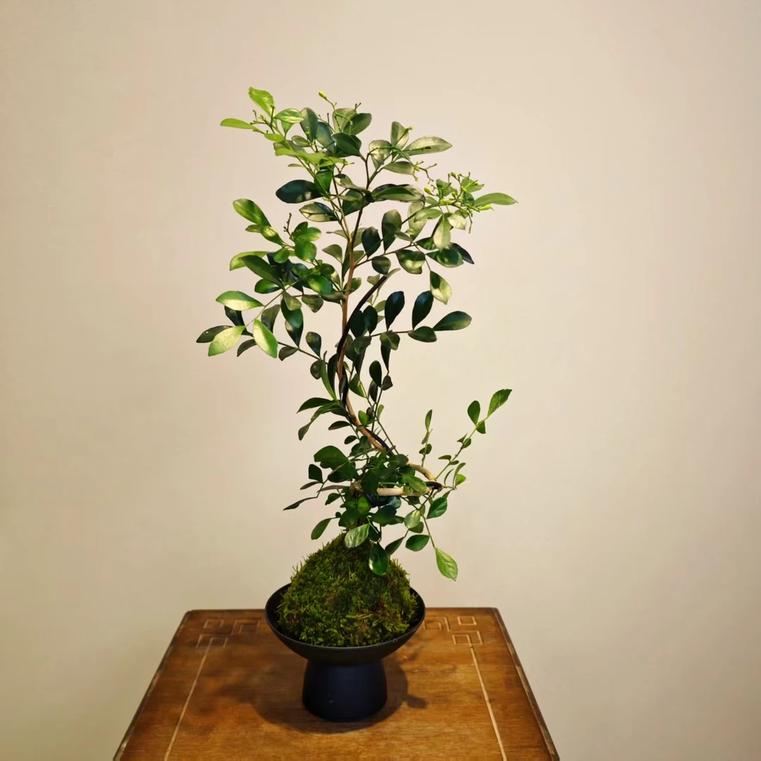 驱蚊驱虫九里香临水临崖飘枝高端桌面绿植盆景盆栽花卉四季常绿