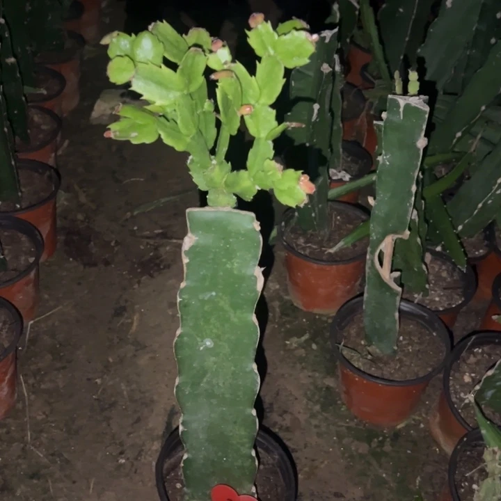 幸***星当前无花栽培后可以开花061  349