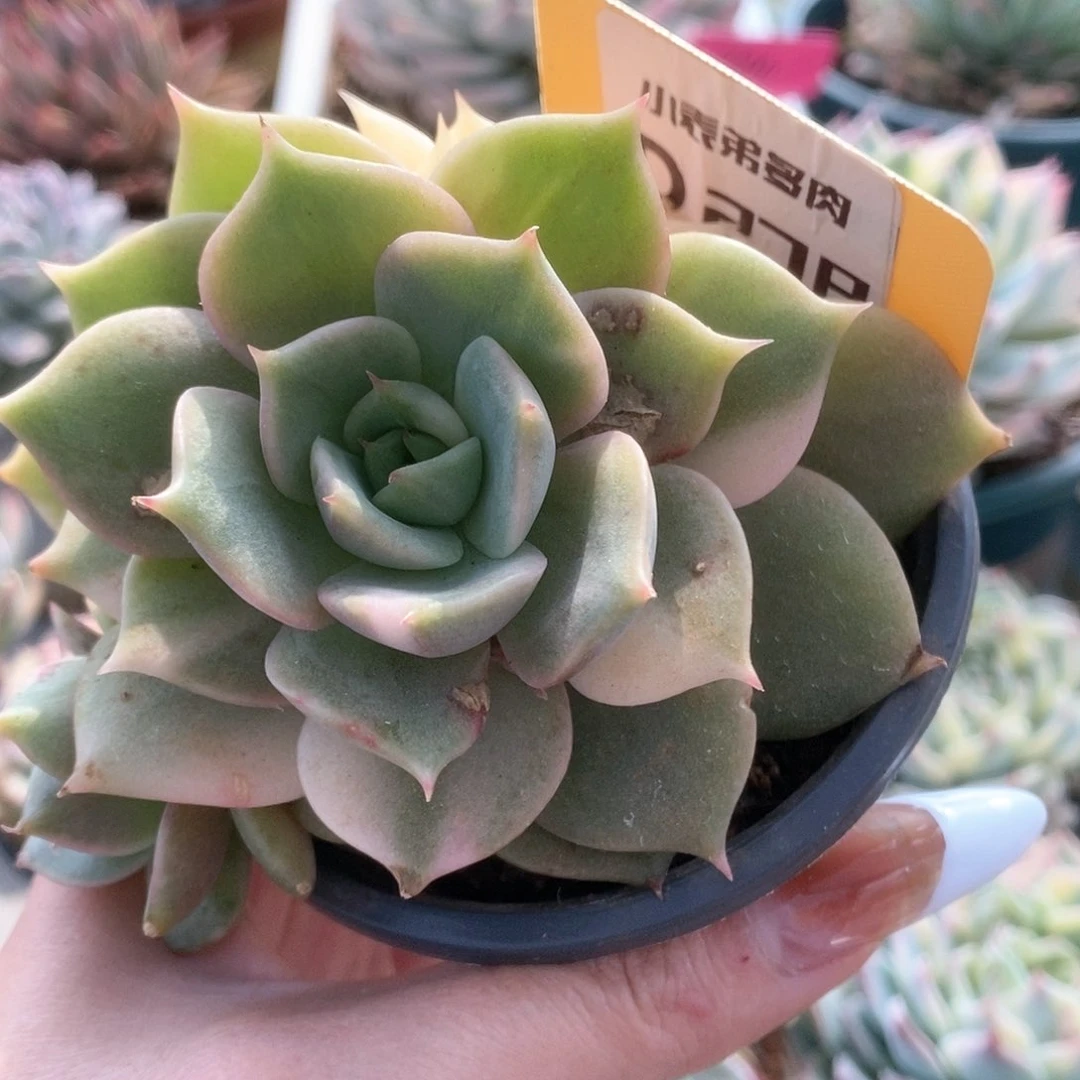 278贝加尔湖锦锦锦锦锦锦