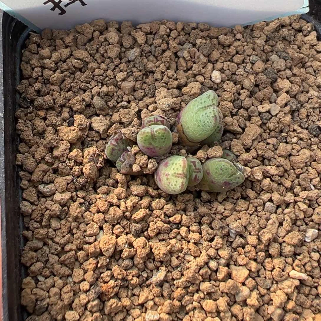 13-65肉锥多肉植物，