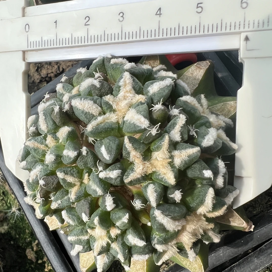 0304号草球苗接怒涛牡丹，辛顿牡丹，黑牡丹，各种牡丹锦，6.3厘米
