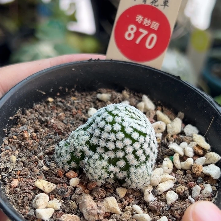 自根短豪刺佛头春星3.1cm