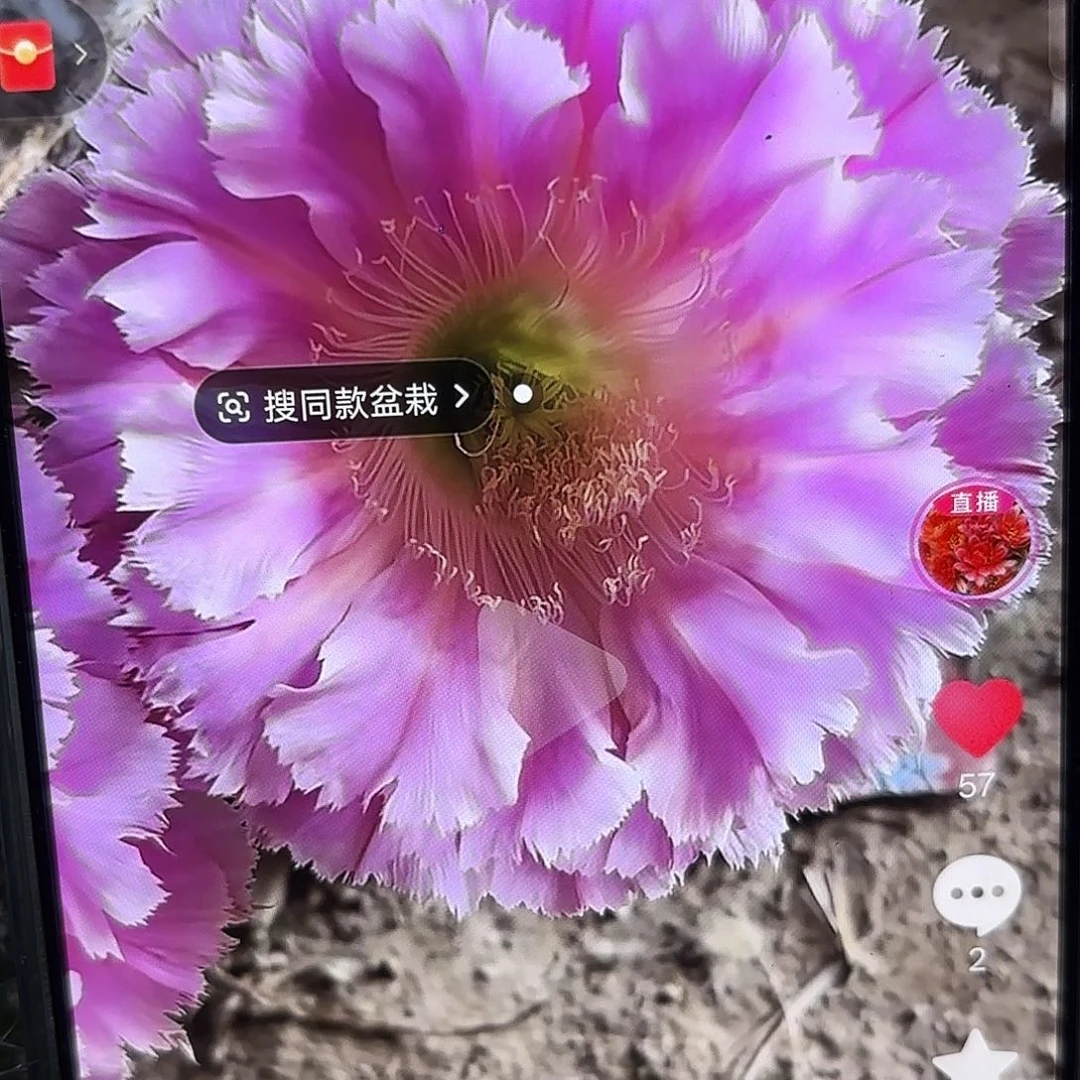 云端彩瑕疵瑕疵4公分侧牙20包邮22