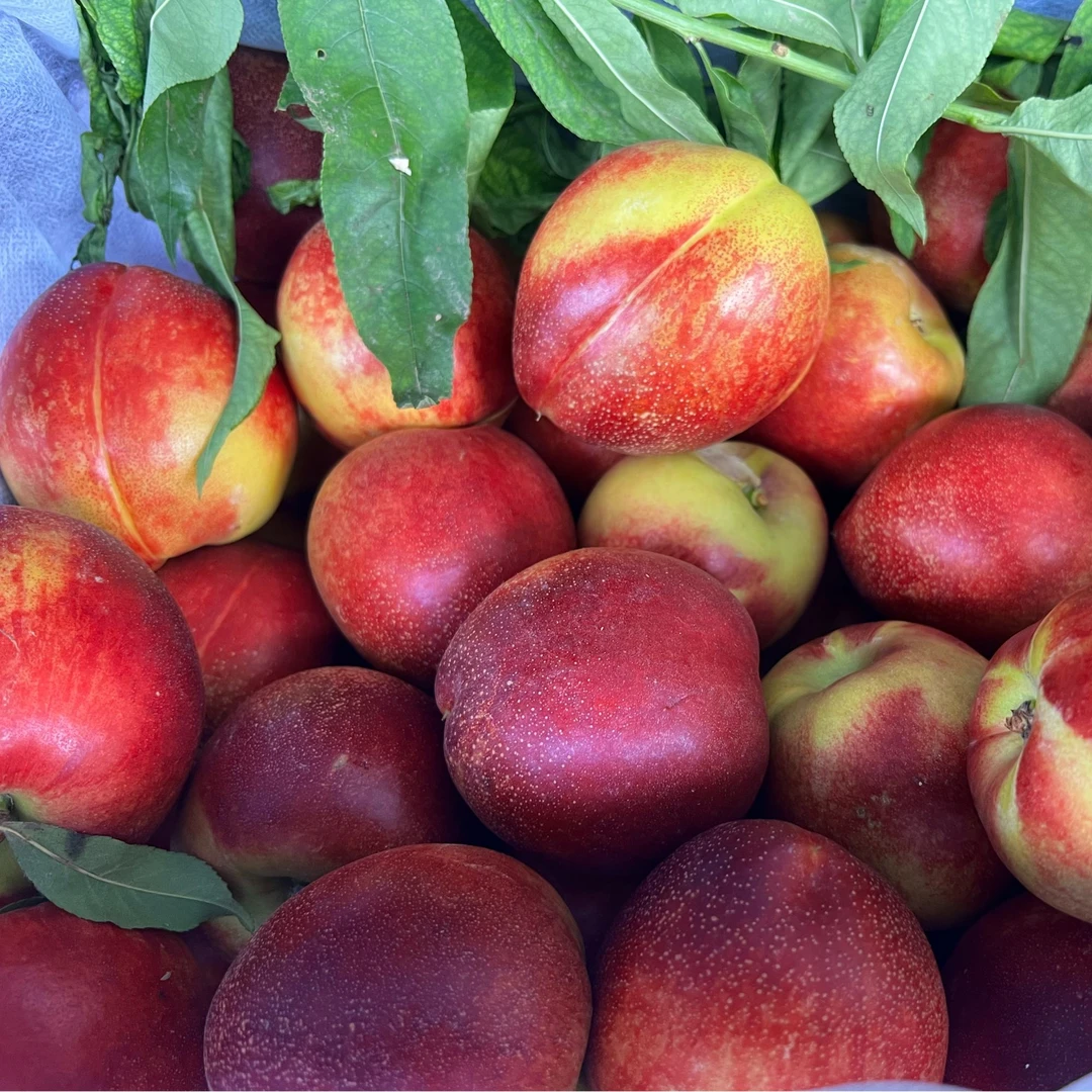 【周谷堆水果】砀山阳光油桃净重5斤脆甜新鲜黄肉油桃当季现摘（11）