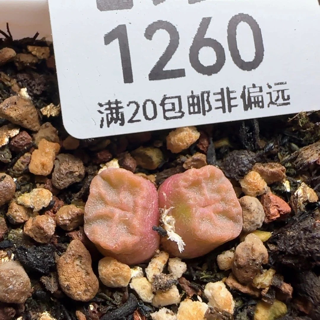 1410.657方烧带盆土。