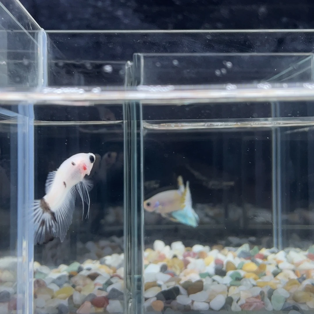 斗鱼斗鱼竞赛21日10