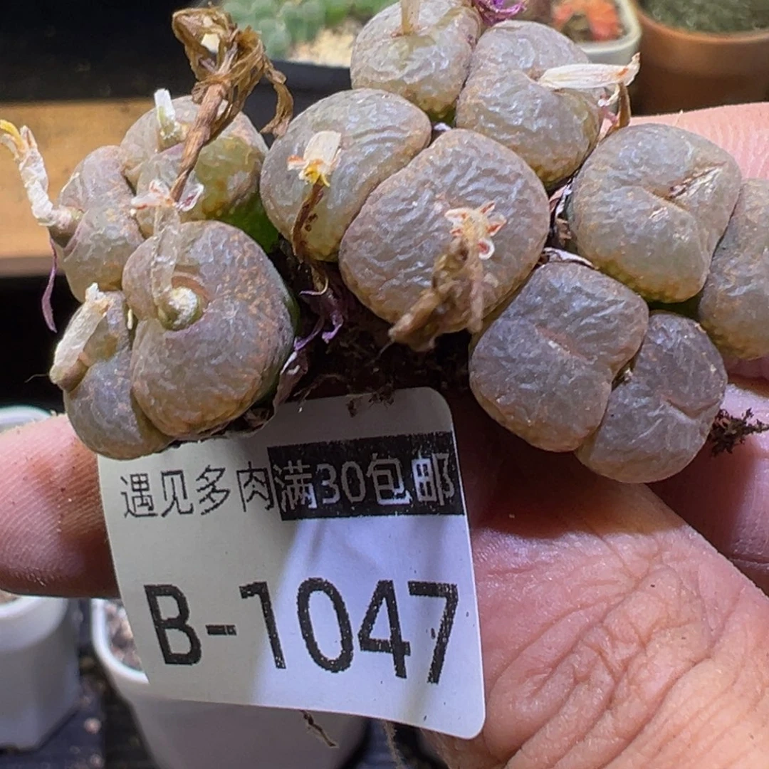 @****多肉植物1111111111111