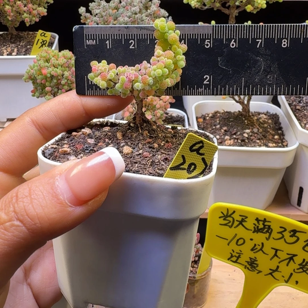 a202号橘子糖月亮造型4厘米左右