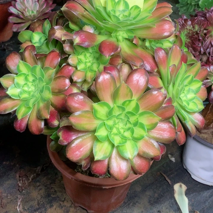 912韶华多肉一物一拍