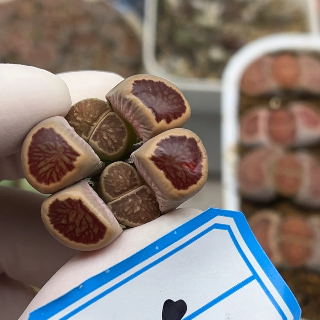 525号一颗血管纹的母本菊