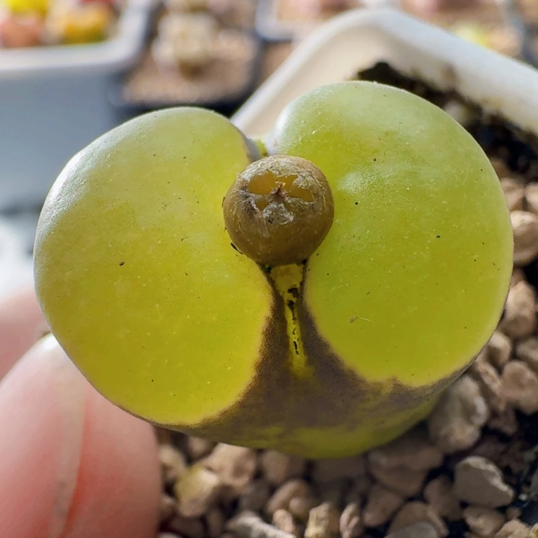 3260磁铁风铃玉肉锥