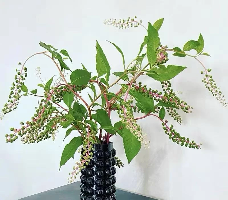 【买一送一】商陆一把 云南     基地  鲜花  直发