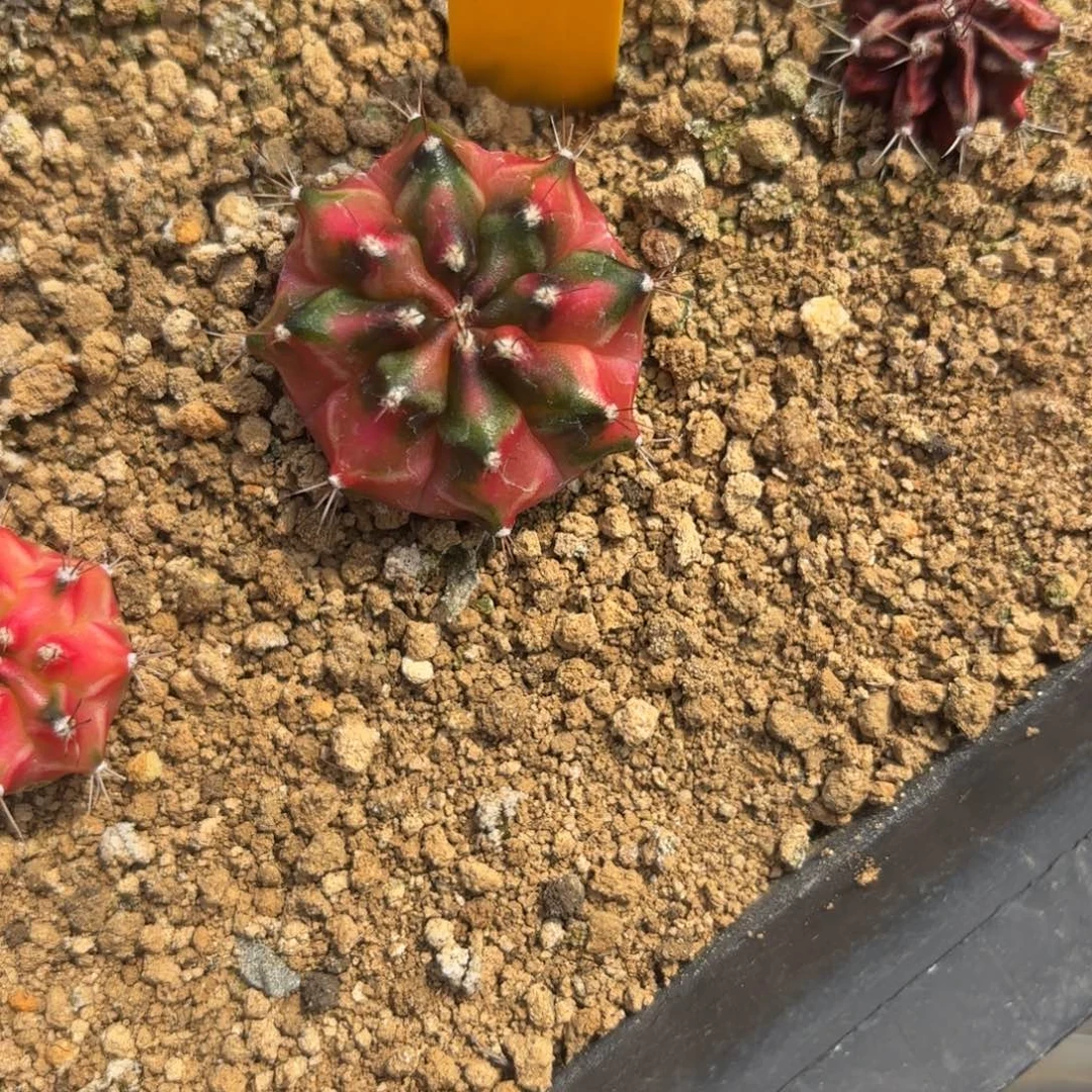 43-0103泰国发货多肉