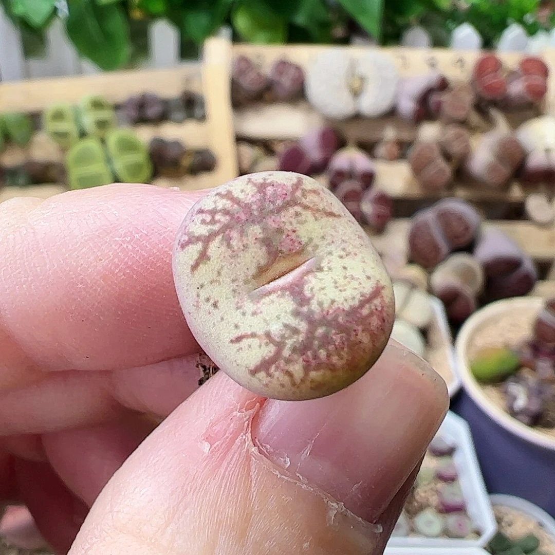 无花朵毛杂一颗包邮………………………
