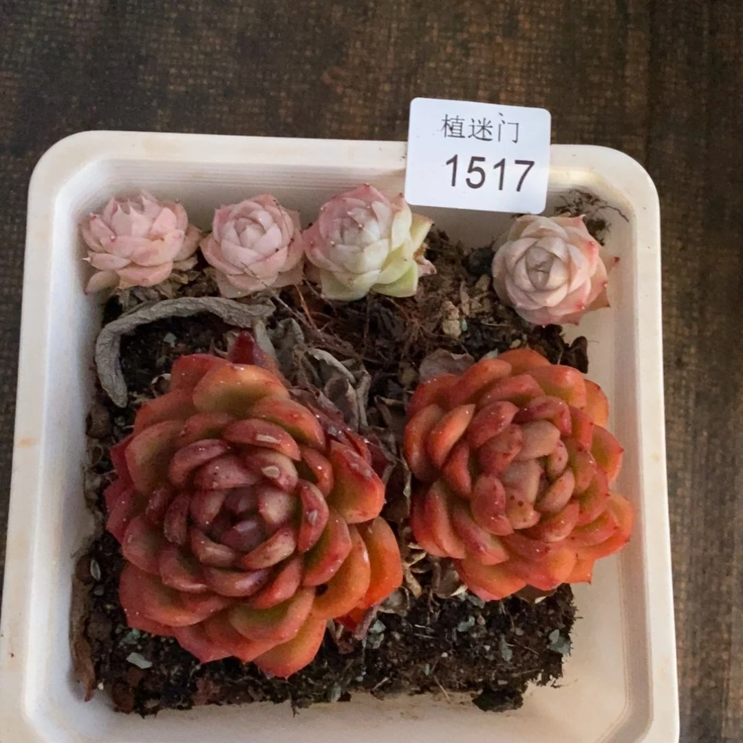 大****凉杂交精品多肉1517散~叶伤价