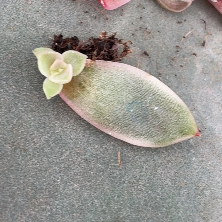 紫水晶叶片一物一拍