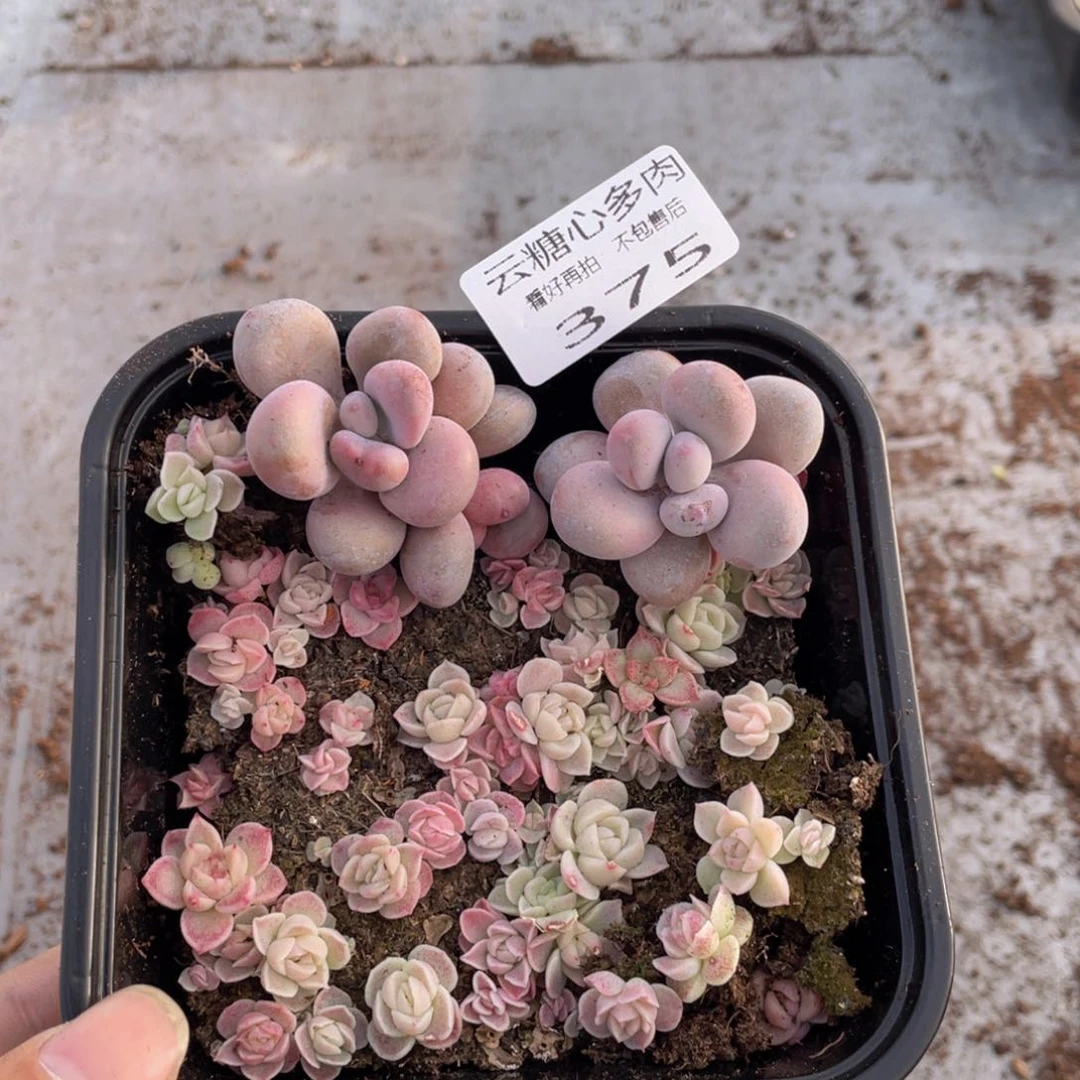 云糖心多肉植物375