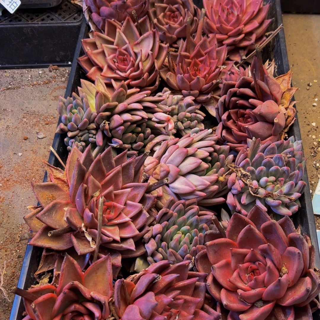 愿***好501多肉植物的生长发育和