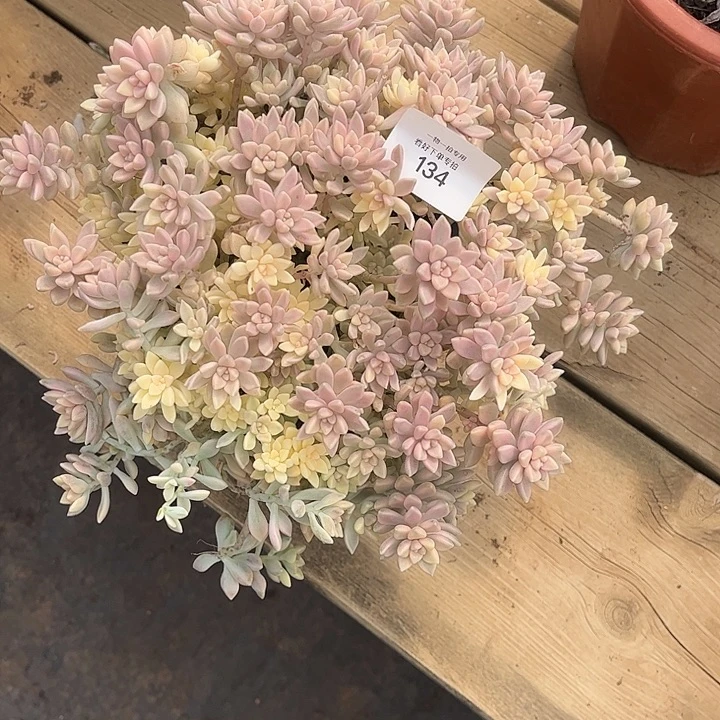 咪***啦姬秋丽锦，一物一拍。