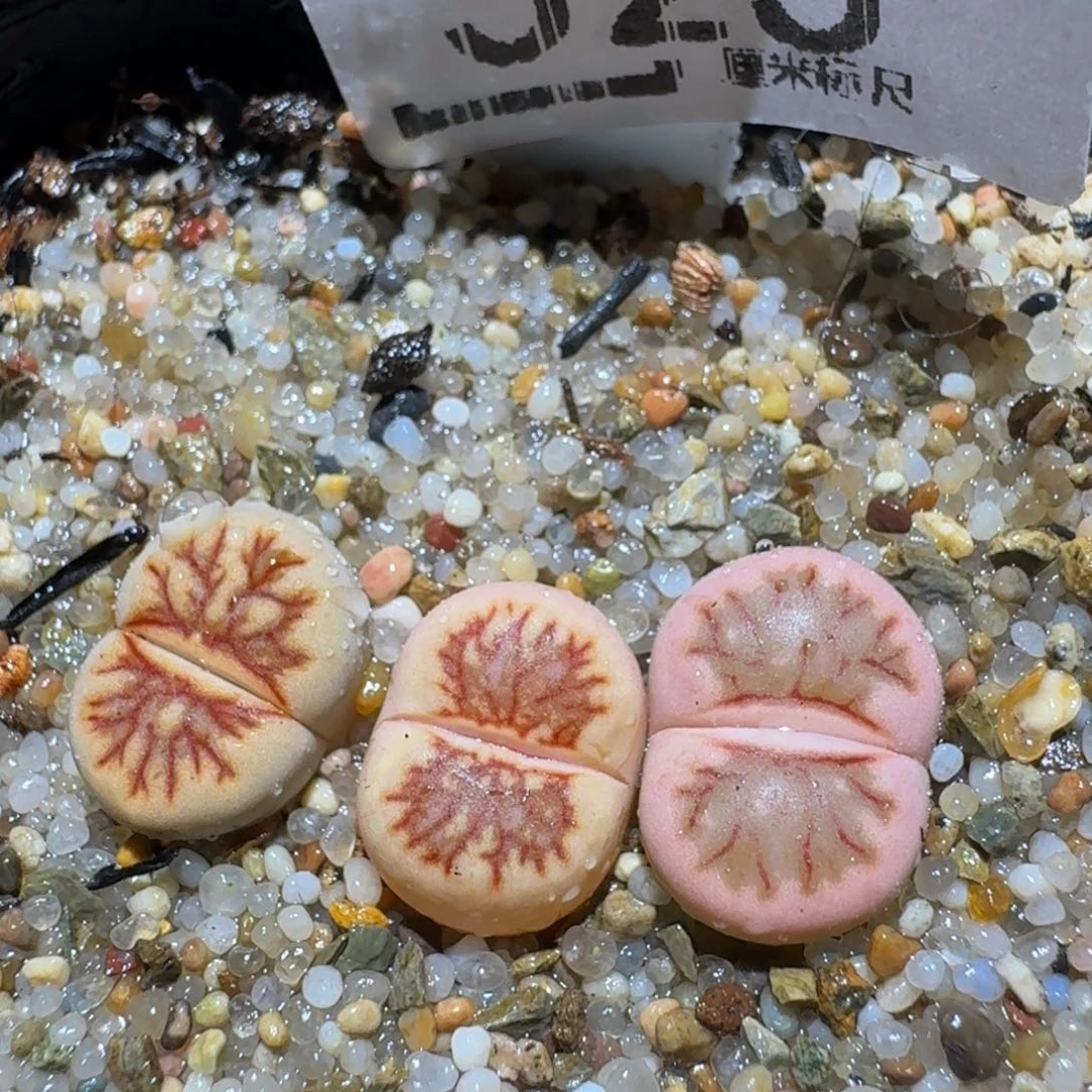 zzzz生石花肉锥525