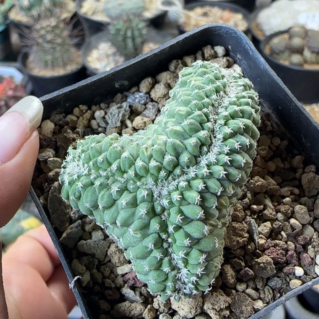 445实生菊水缀化多肉