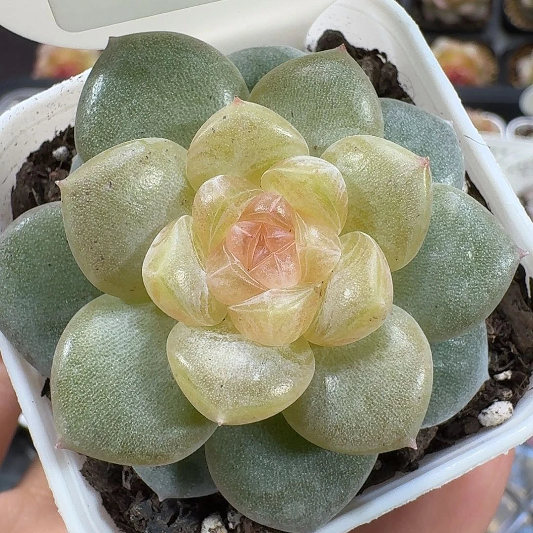 1029-051-翠微单头