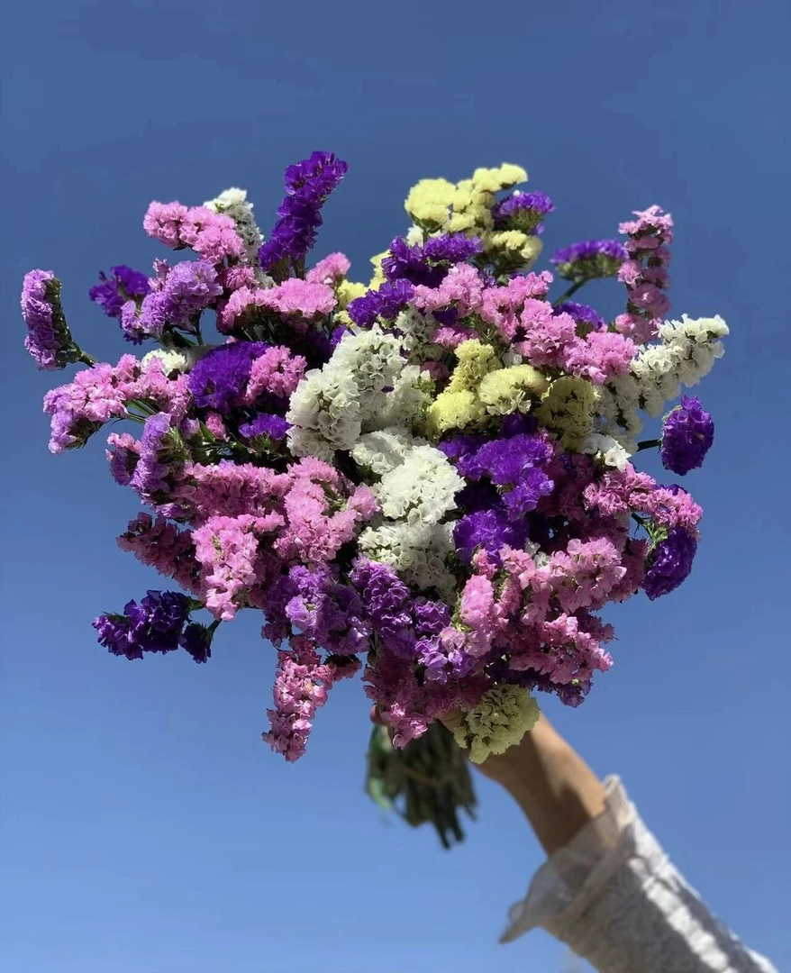 【云舍鲜花】【混色】勿忘我花束客厅插花家用鲜花可做干花云南直发
