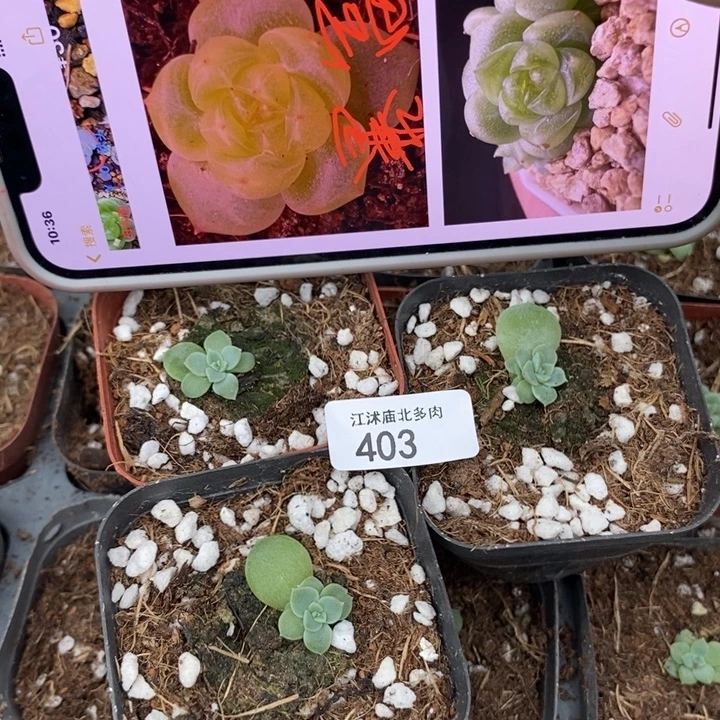 标403暴富一个多肉量拍