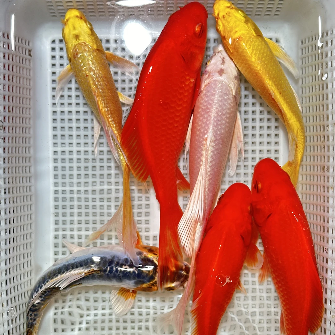 1白1无磷或有磷德系2黄3红鲫/12-16公分/7条/观赏性高好养耐活