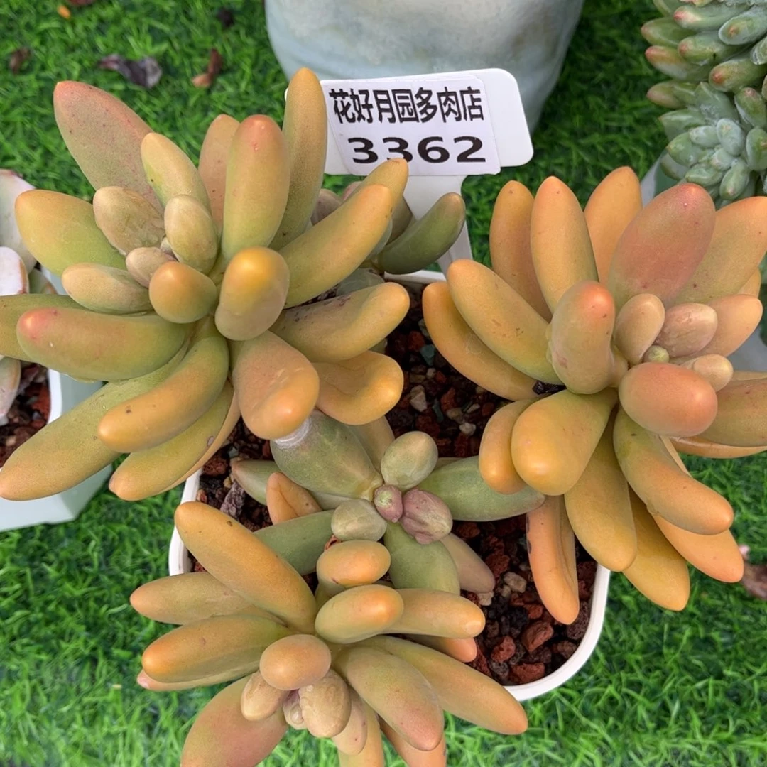 多肉植物3362 一定要拍个冷链哦