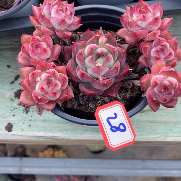 秦*e一物一拍梦幻女王多肉28