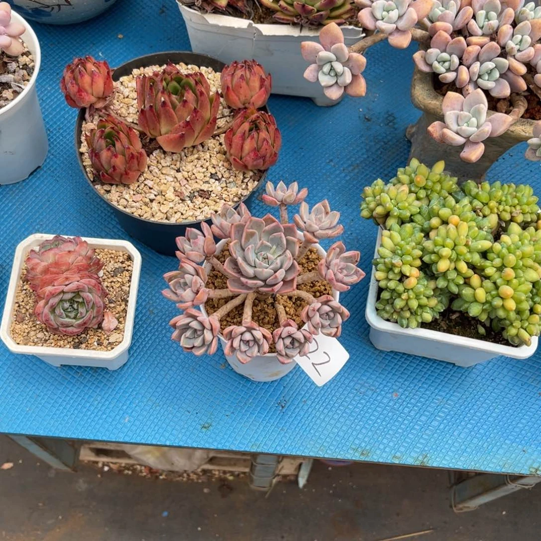 小*0022红粉佳人多肉