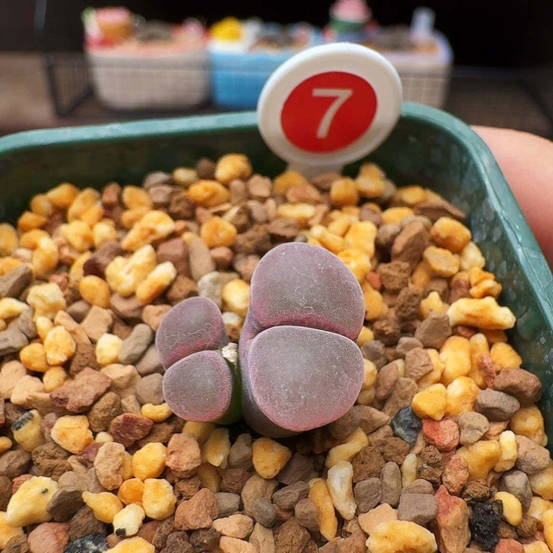 多肉植物福利风铃7
