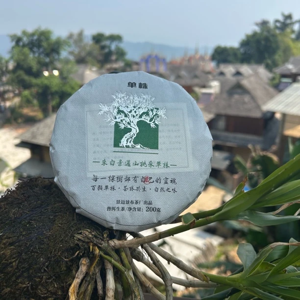 【百颗大古树单株】2025年挑采单株400-600年200克饼