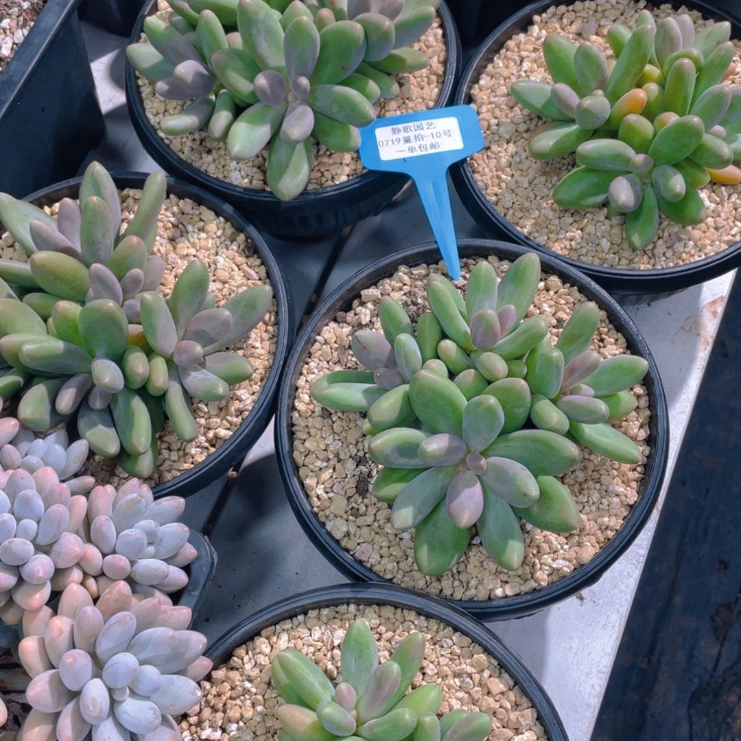 0719-10-糖果美人大群生一颗