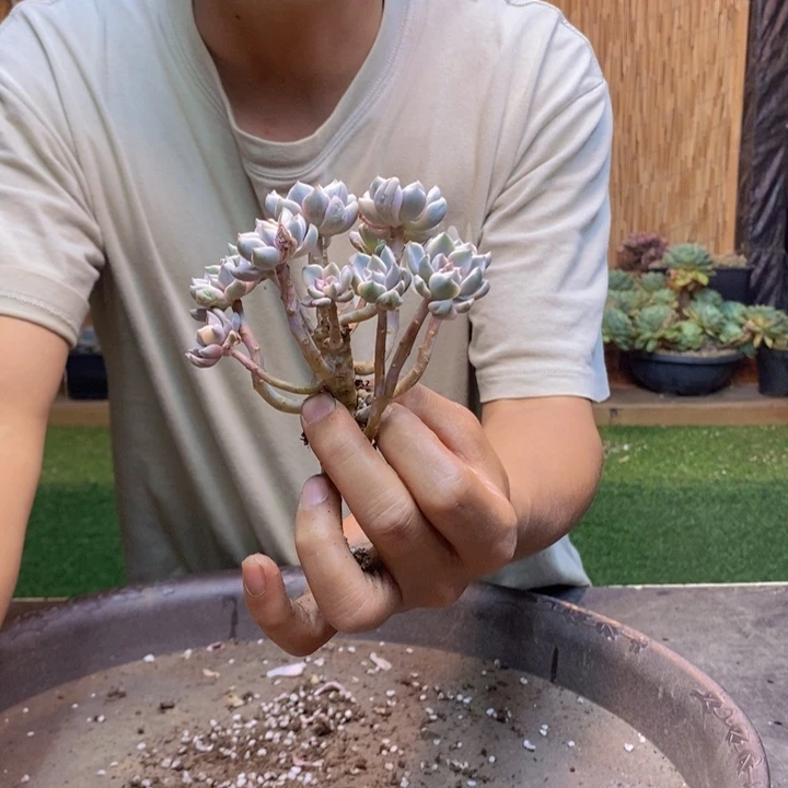 肉***司52 号红粉佳人多肉植物