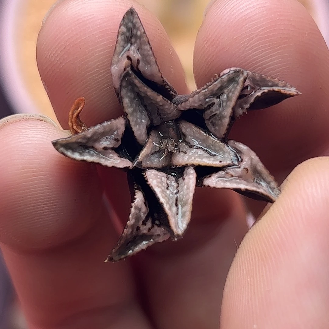 德鲁白十二卷多肉植物730
