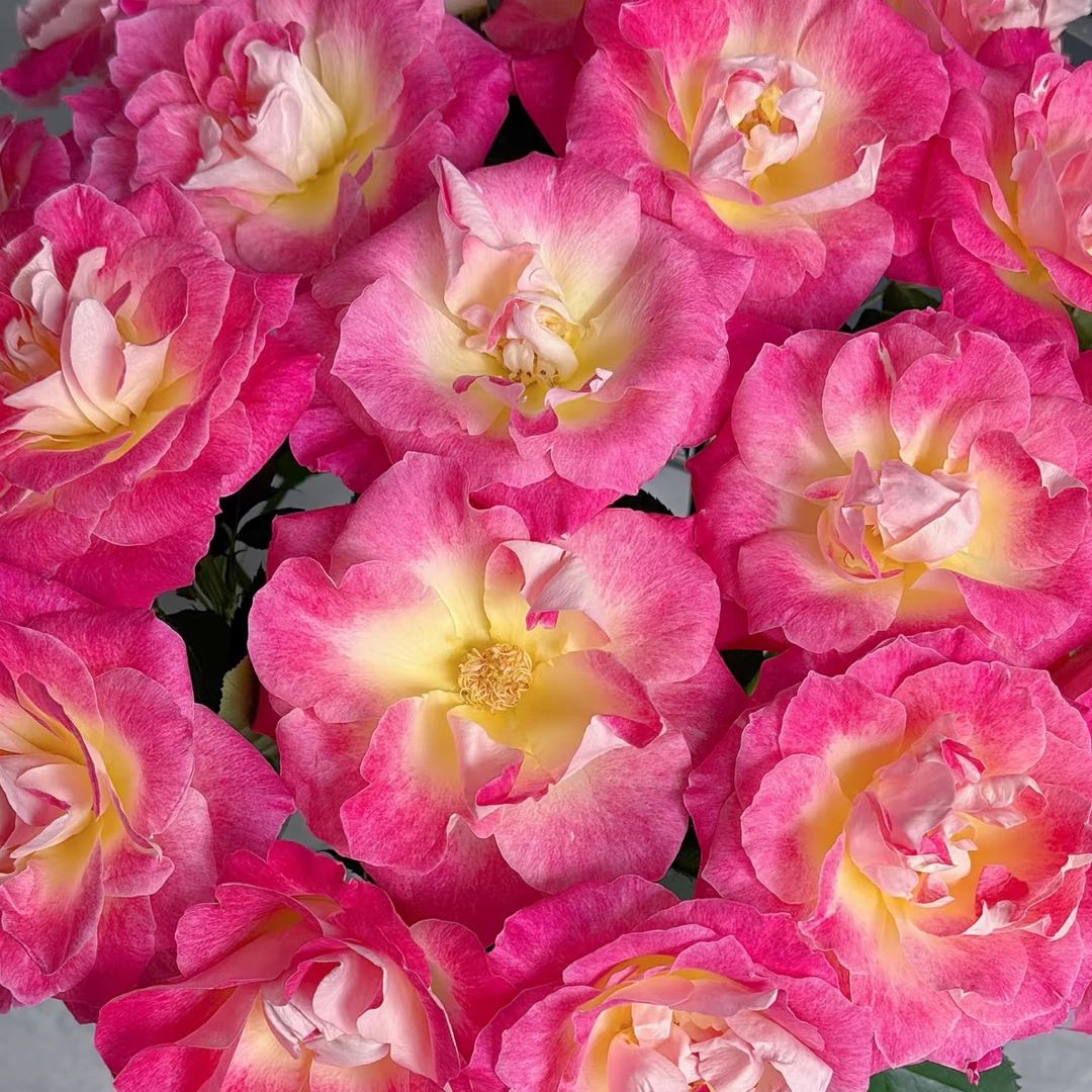 【香羿鲜花】繁花似锦玫瑰10支/全场任意满两单及以上包邮