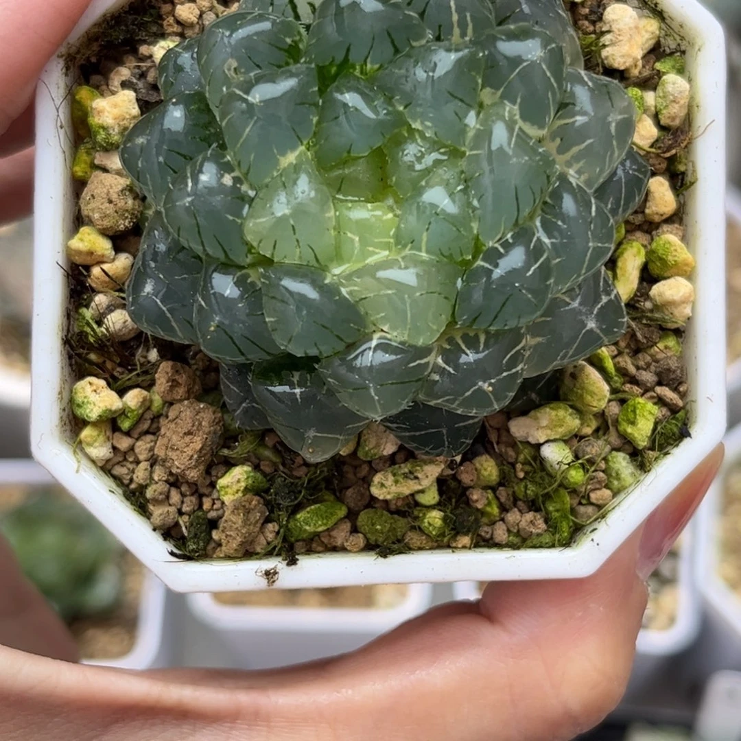 34实生玉露锦哈哈哈哈哈哈