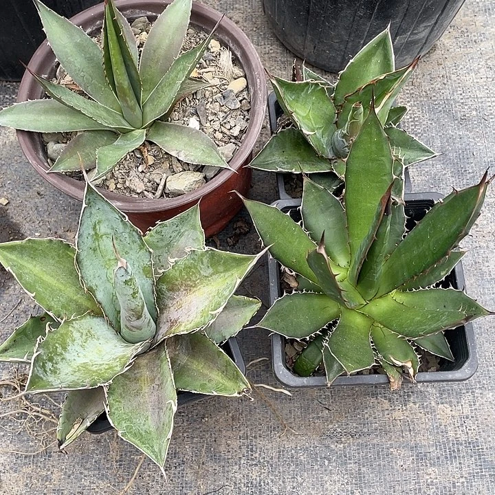 无花朵福利套餐4个品种