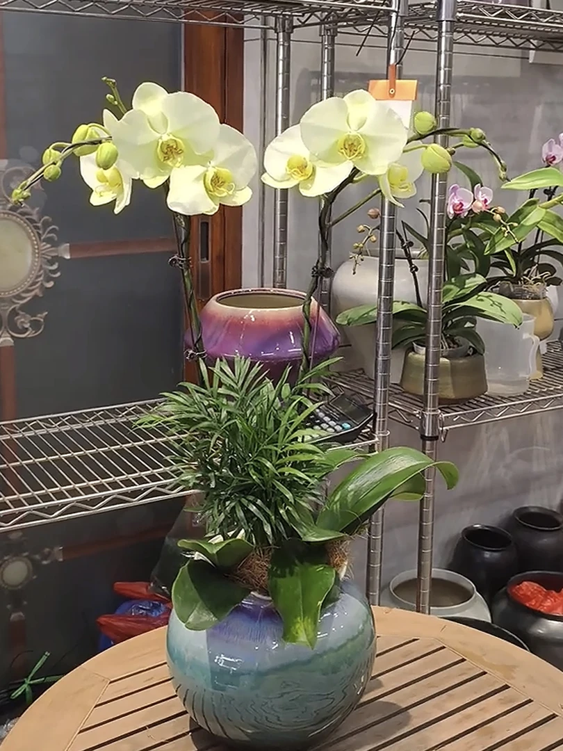 【台林神話】湾湾Phal. Mythlogy 2.8寸加高加杯高端蝴蝶兰